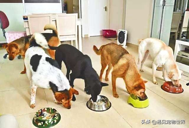 自制狗粮烘干方法,比熊自制狗粮的做法大全