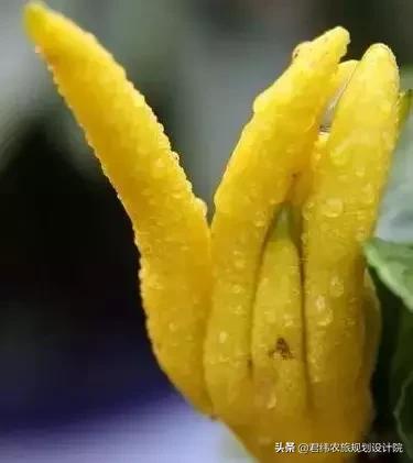 精品水果盘点,好吃又好养的水果