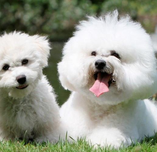 狗狗临产前一天,狗狗在临产前离家出走