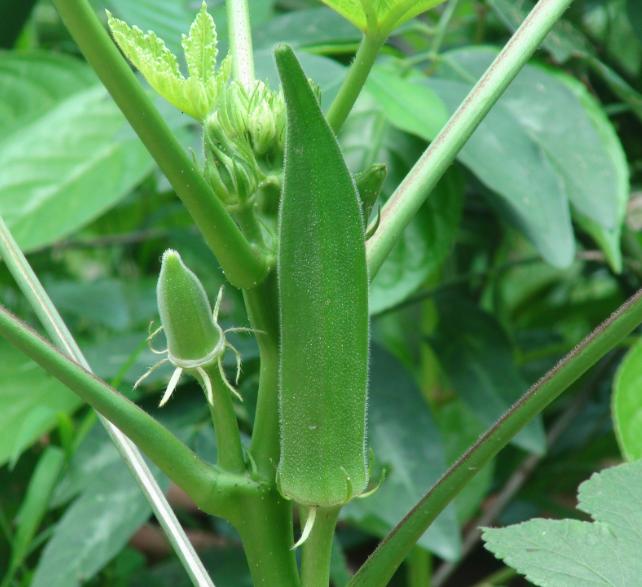 秋葵什么时候种最好,秋葵生长对环境条件的要求