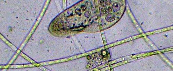 适合电脑屏幕放大的放大镜,电脑放大镜使用技巧