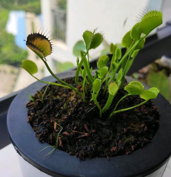 捕蝇草夹子发黑的原因,捕蝇草夹子黑了怎么补救