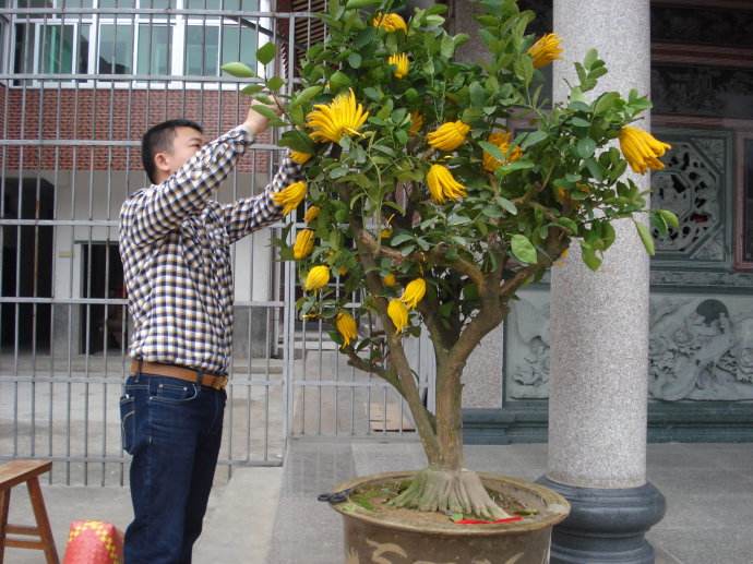 盆景佛手怎么养殖的视频,佛手树桩盆景制作教程