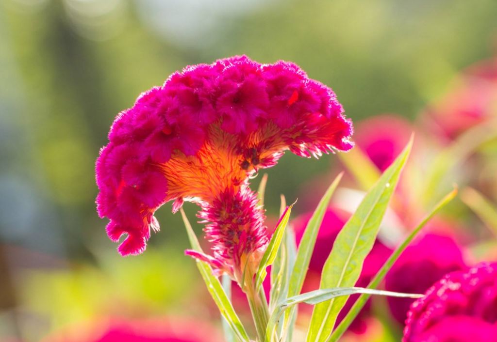 鸡冠花诗词赏析,鸡冠花的诗句及赏析