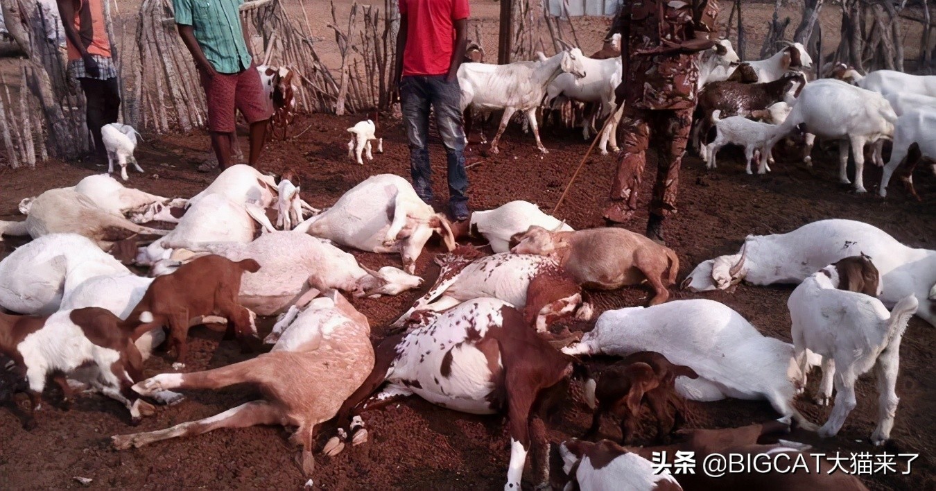 因捕食家畜被易位的狮子命运如何？大多数命运凄惨，活不过一年