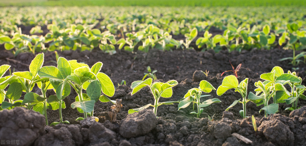 防野兔啃豆苗方法,种植黄豆怎么预防野兔