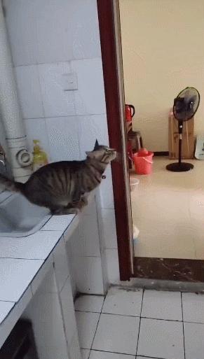 橘猫为什么是魔鬼,橘猫的恐怖之处