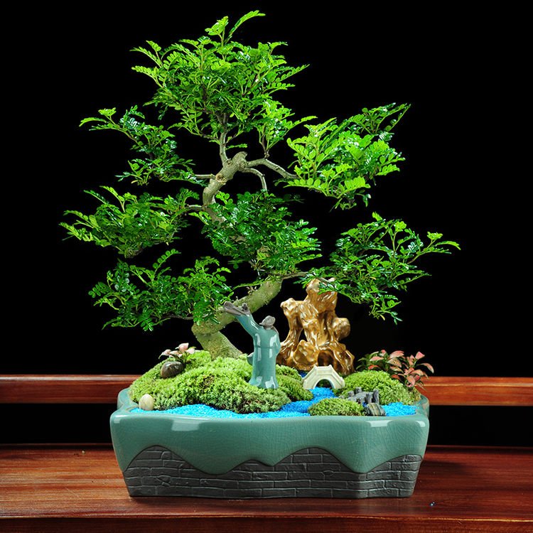 驱蚊草的养殖方法与技巧,养花除虫小妙计视频教程