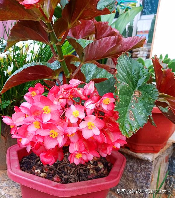 竹节海棠掉花怎么办,竹节海棠为什么爱掉花朵