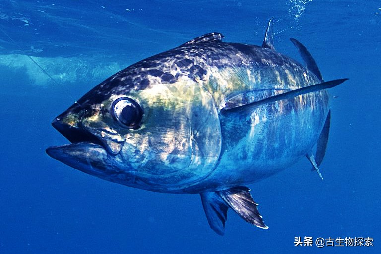 金枪鱼被吃光,金枪鱼被吃掉了