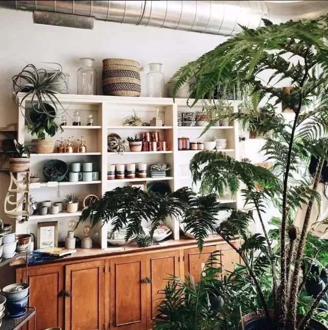 开一家植物美学小店,开一家属于自己的花店