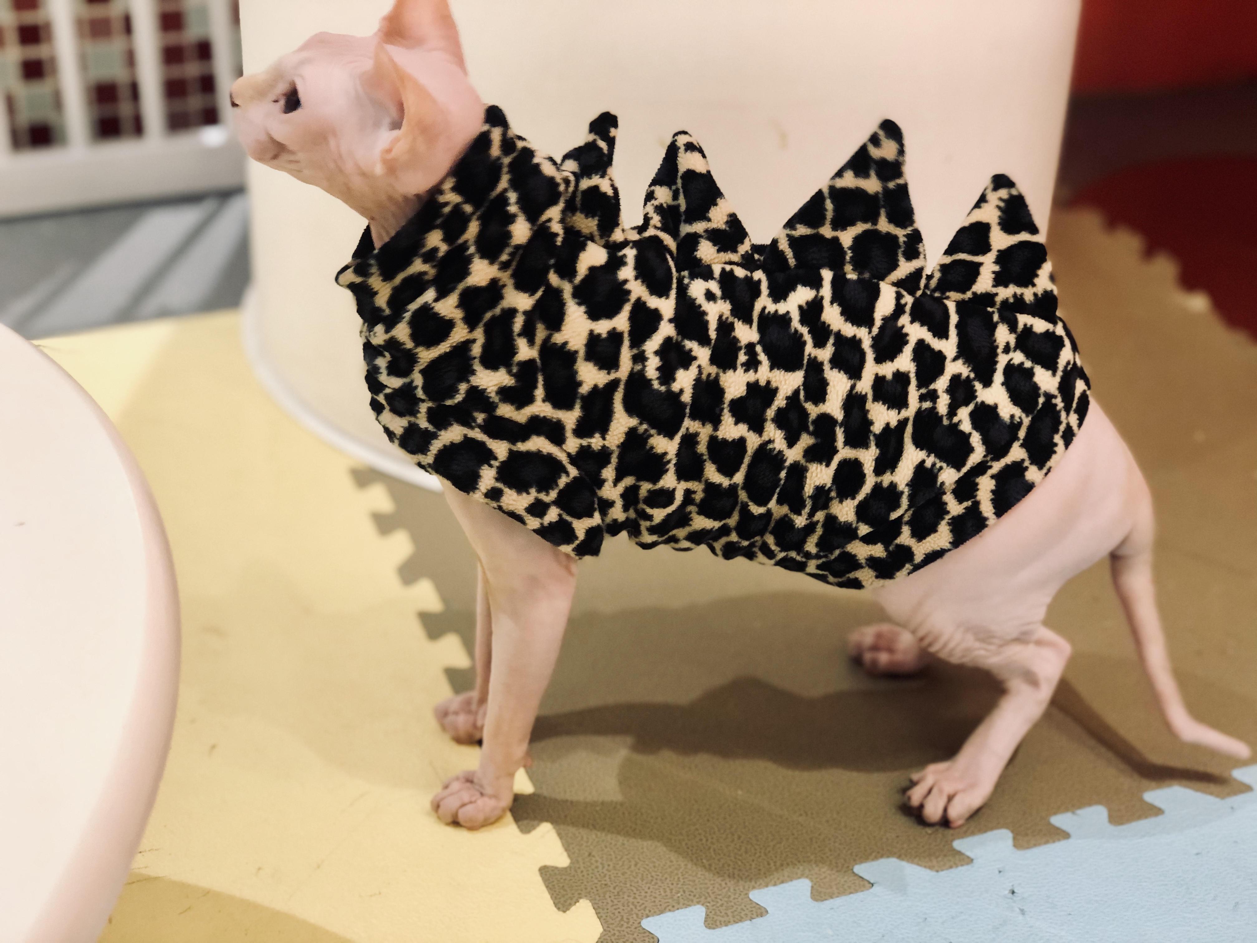 撸动物的网红店顺德,撸小动物的网红店北京世纪金源