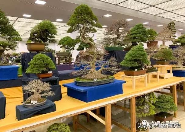 日本盆景巨匠木村正彦作品全程 (木村正彦盆景作品)