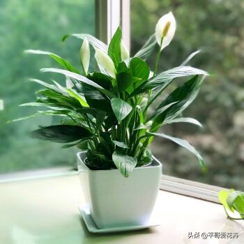 一帆风顺叶子发蔫怎么补救水培,一帆风顺黄叶怎么补救最快方法