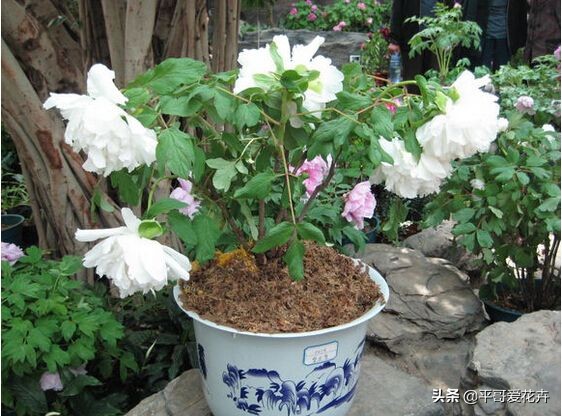 紫斑牡丹萎蔫如何管理,牡丹叶面发黄是什么原因