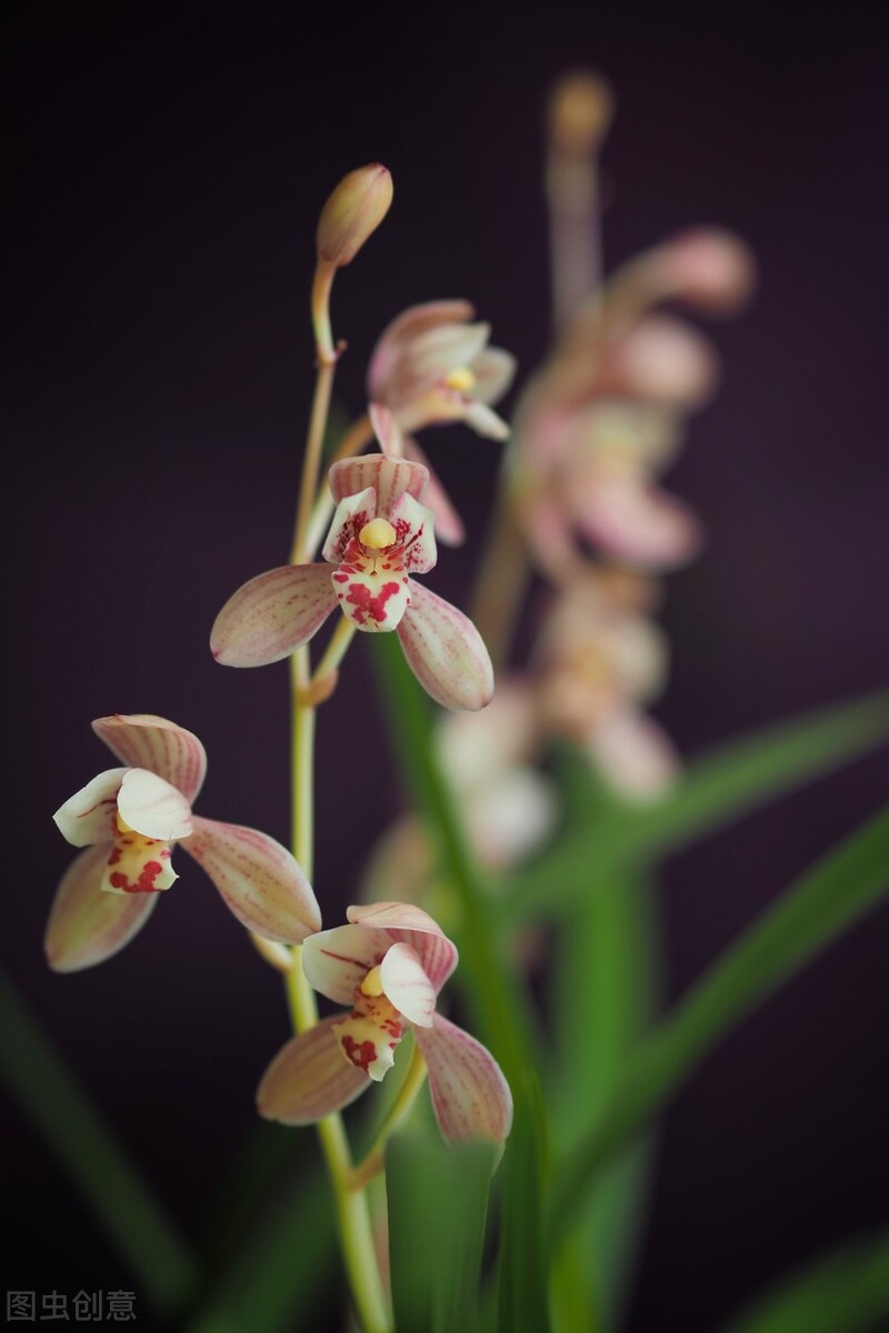 现在买的带花苞的建兰能开花吗,建兰刚开始长花苞怎样养护
