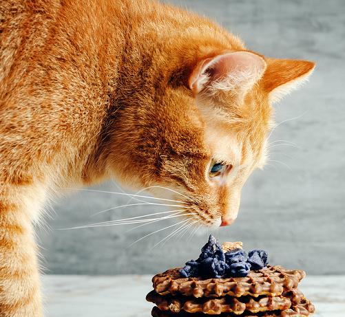 猫咪铲屎官必备常识,铲屎官如何喂猫咪