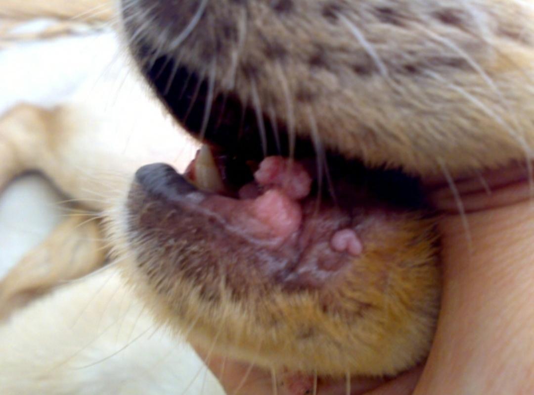 宠物口炎怎么治疗,宠物医院怎么治疗猫咪口炎