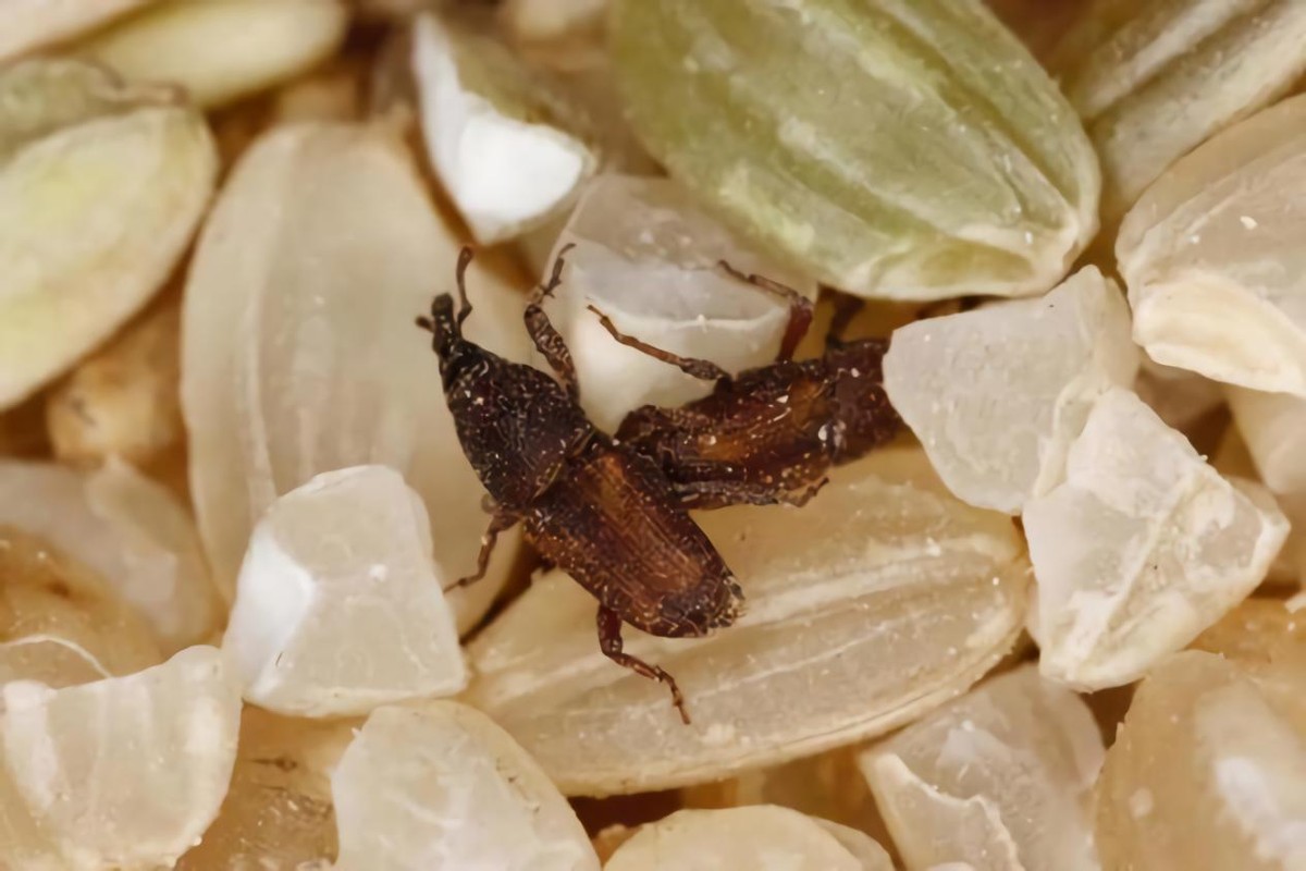 大米晒出虫子如何处理,大米晒过怎么去除黑色虫子