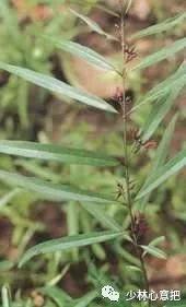 中药药材大全及功效,补肾中药大全及功效