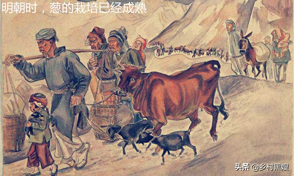 葱的尴尬命运,不被重视又不可或缺,一口气搞懂葱的前世今生