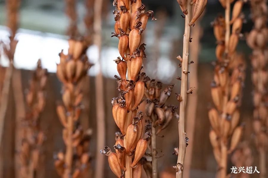 安徽道地药材天麻,天麻的道地药材