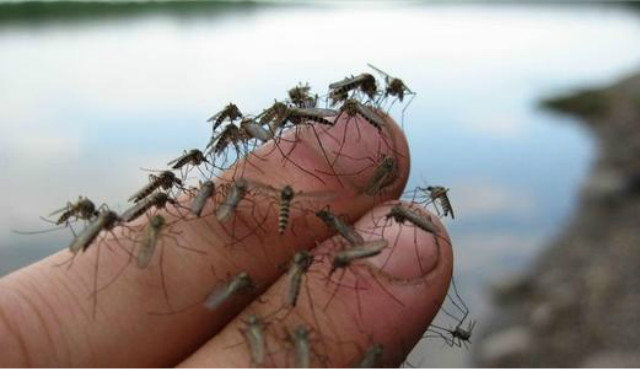 广州蚊子工厂盈利吗,广州工厂专门生产蚊子