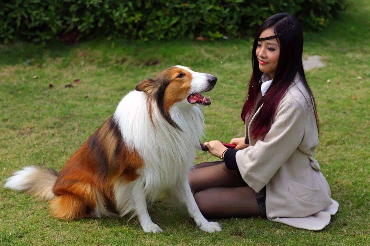 为什么狗狗见面都要相互闻鼻子,狗狗一见面就咬手