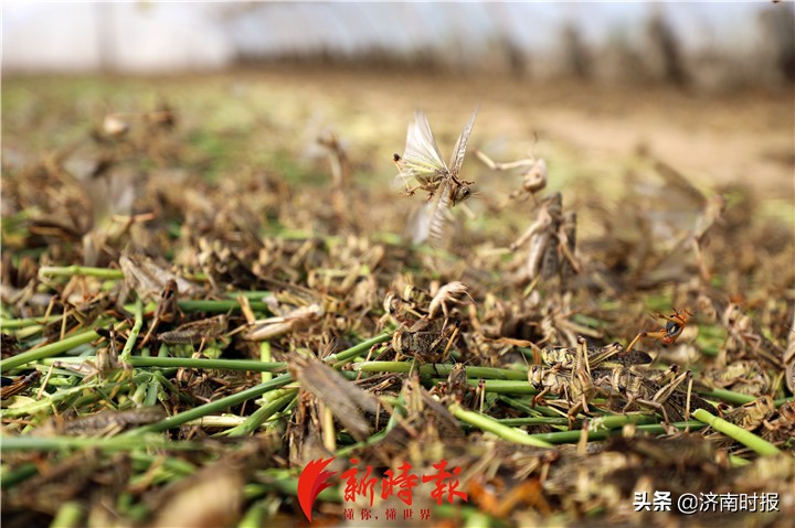 禁野令下东北林蛙养殖业何去何从,禁野令下的野生动物