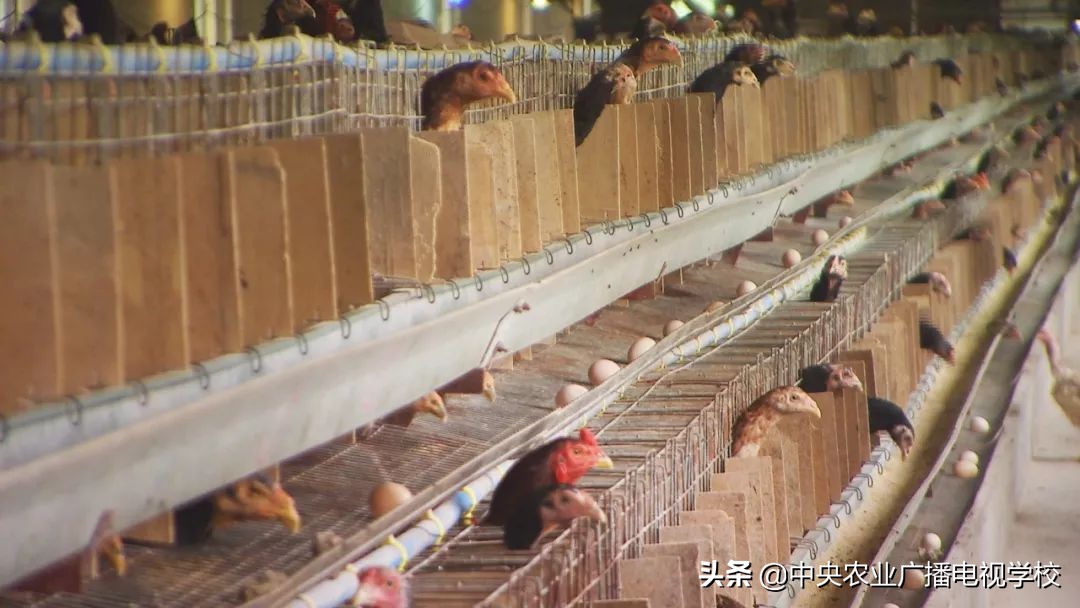 田间示范秀养鸡视频,田间示范秀节目