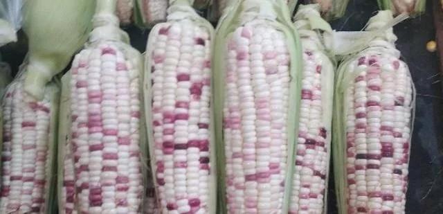 老乡收了几千斤玉米,老乡收玉米