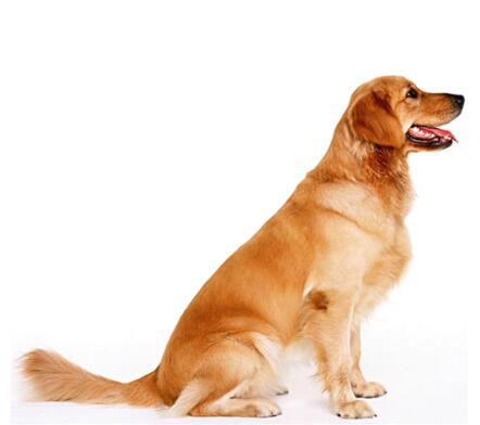 公犬不育的原因有哪些,公狗不孕怎么办