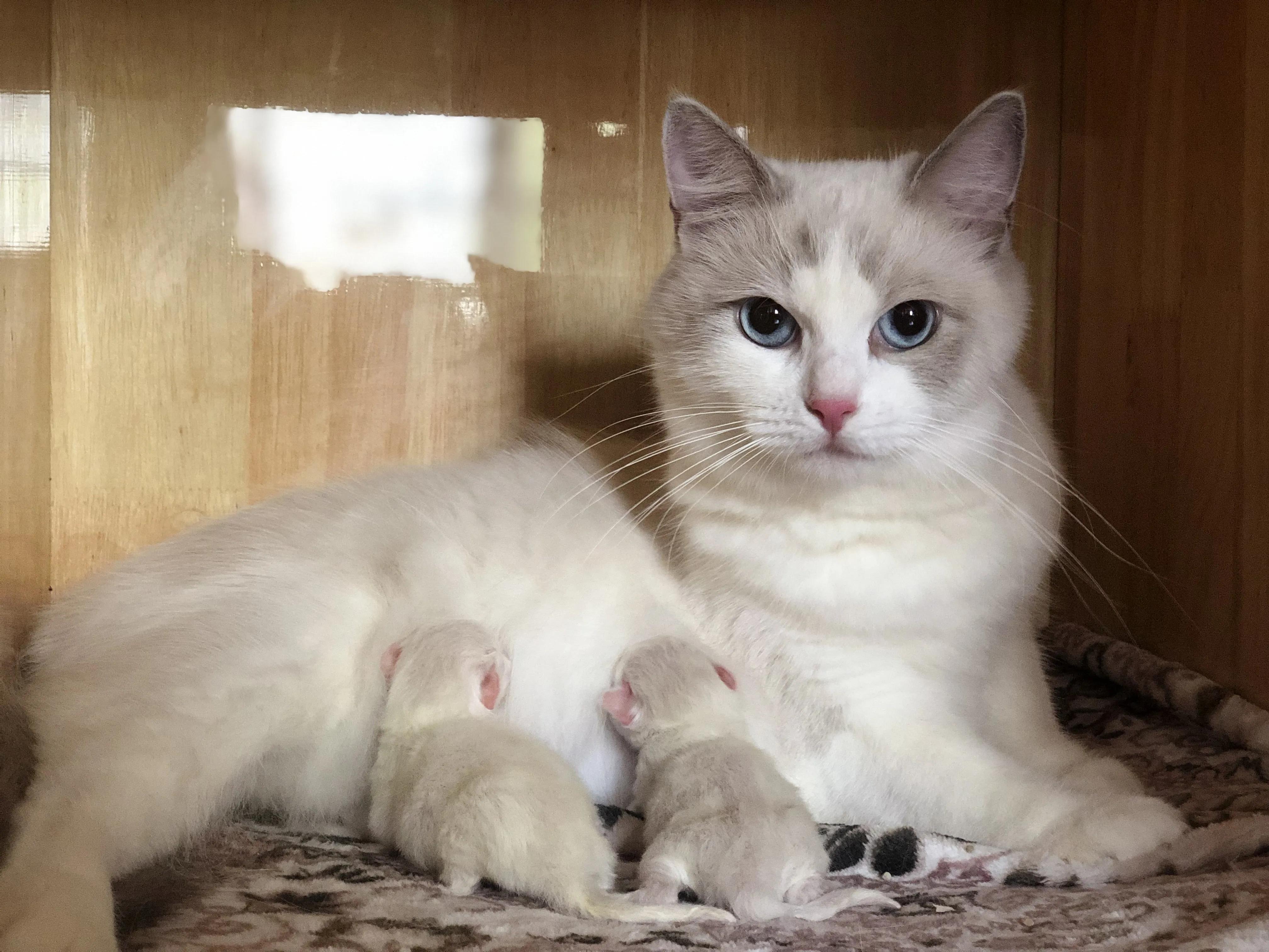 十个冷知识养猫和养狗哪个更麻烦,养猫必知的十条冷知识大全