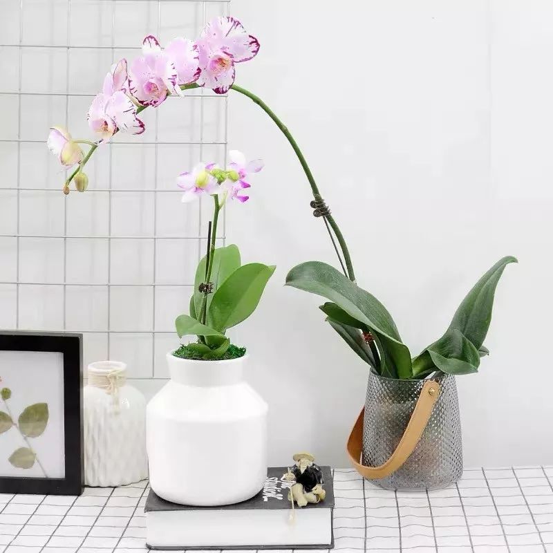 冬天一定要养的十种花,冬天养花养哪些植物好看