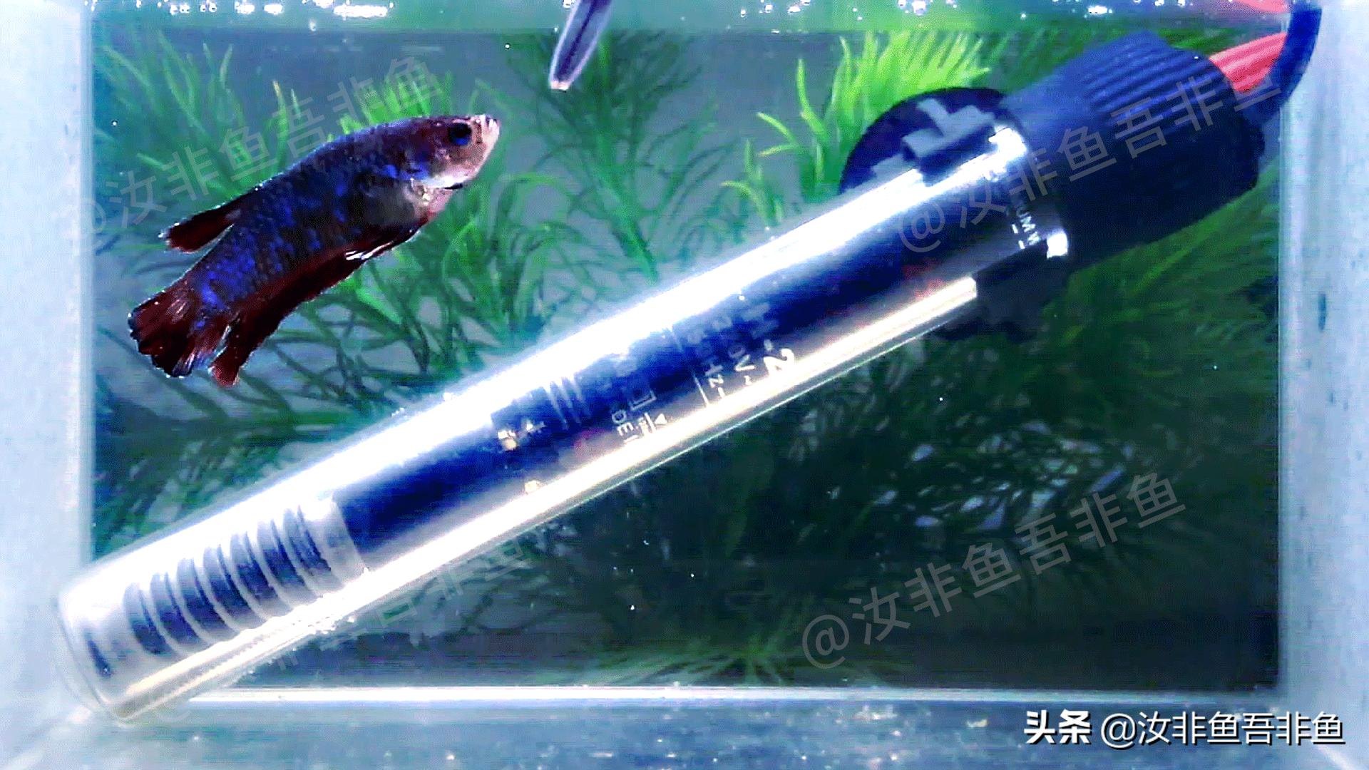 斗鱼白点病治疗过程图片,斗鱼白点病怎么治最好