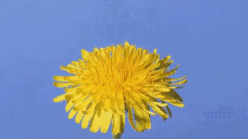 真正的中国十大名花,中国十大名花超漂亮