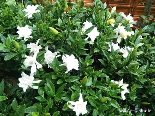 栀子花就是个醋坛子，7天喝一次白醋，花疯长爆满盆