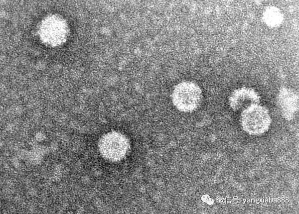 白对虾养殖正常死亡率,对虾病致死