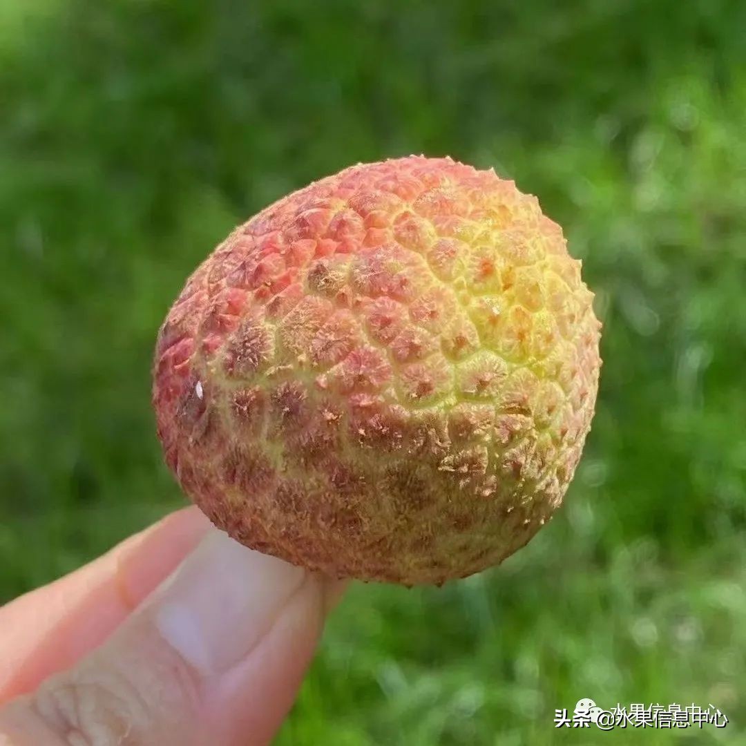 海南水果都有哪些品种图片及名称,海南水果上市时间表赶快收藏吧