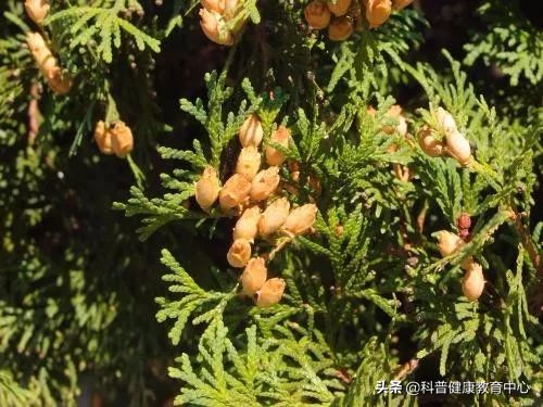 夏日食欲不振食谱,夏季养生九款食疗清心降火