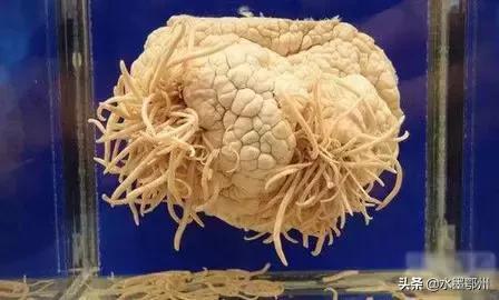 日本人奇葩博物馆,欧美奇葩博物馆