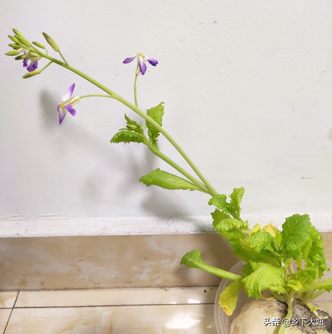 花开富贵好运来心想事成发大财,花开富贵财运亨通时来运转