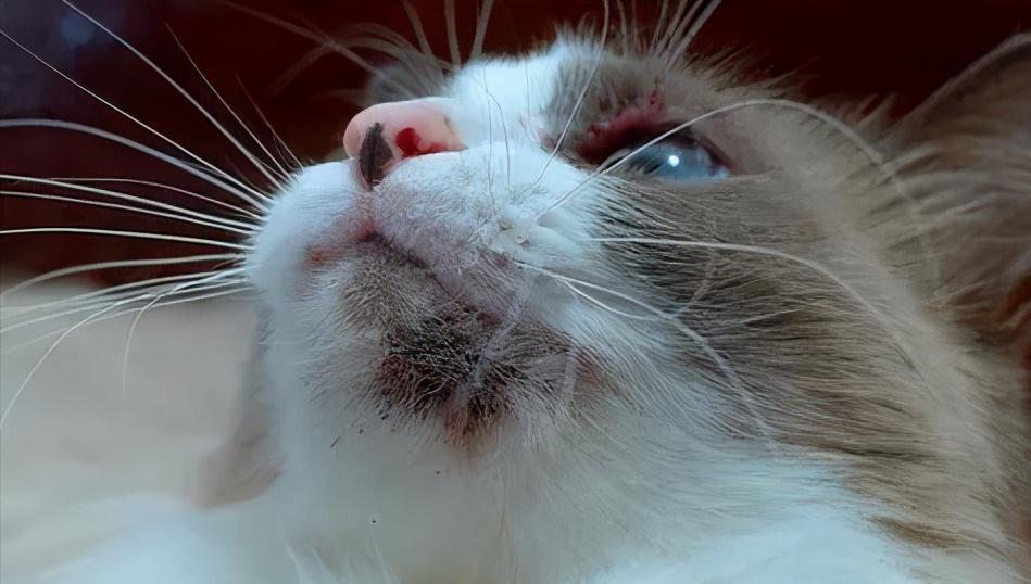 猫咪黑下巴怎么才能去除干净,猫咪小知识猫咪黑下巴了怎么办