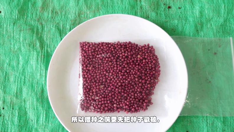 盆栽香菜怎么种植最快最好,家庭盆栽香菜的种植方法图片