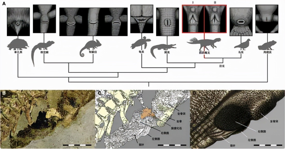 人类尿道和精子是一个通道吗,爬行动物是体内生殖还是体外生殖