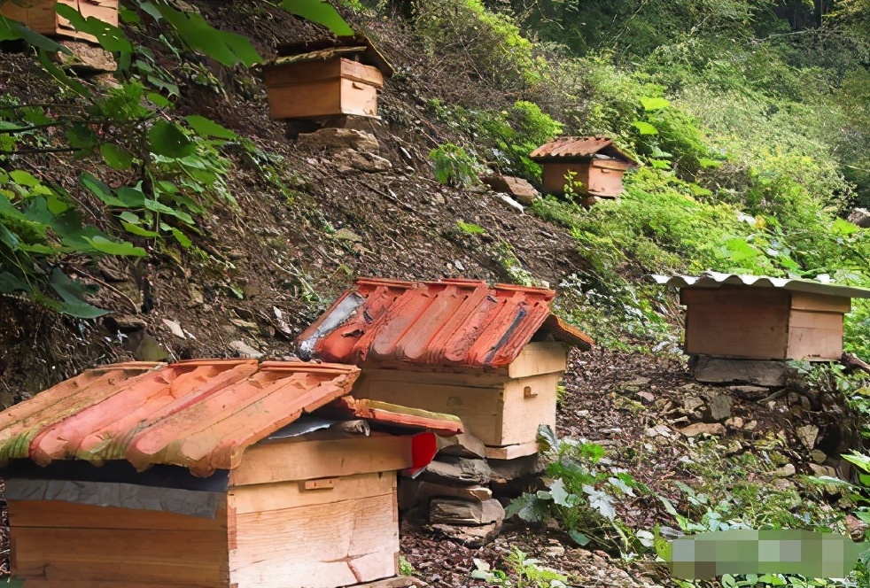 曾卖上百元1斤的土蜂蜜，城里人专门跑农村购买，为何现在少了？