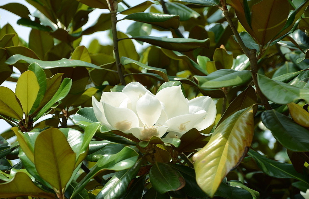 绿化带常见植物名称及图片,100种绿化带或路边常见的花草