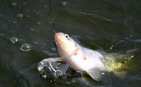 大力马子线缠绕主线,主线粗搭配大力马子线