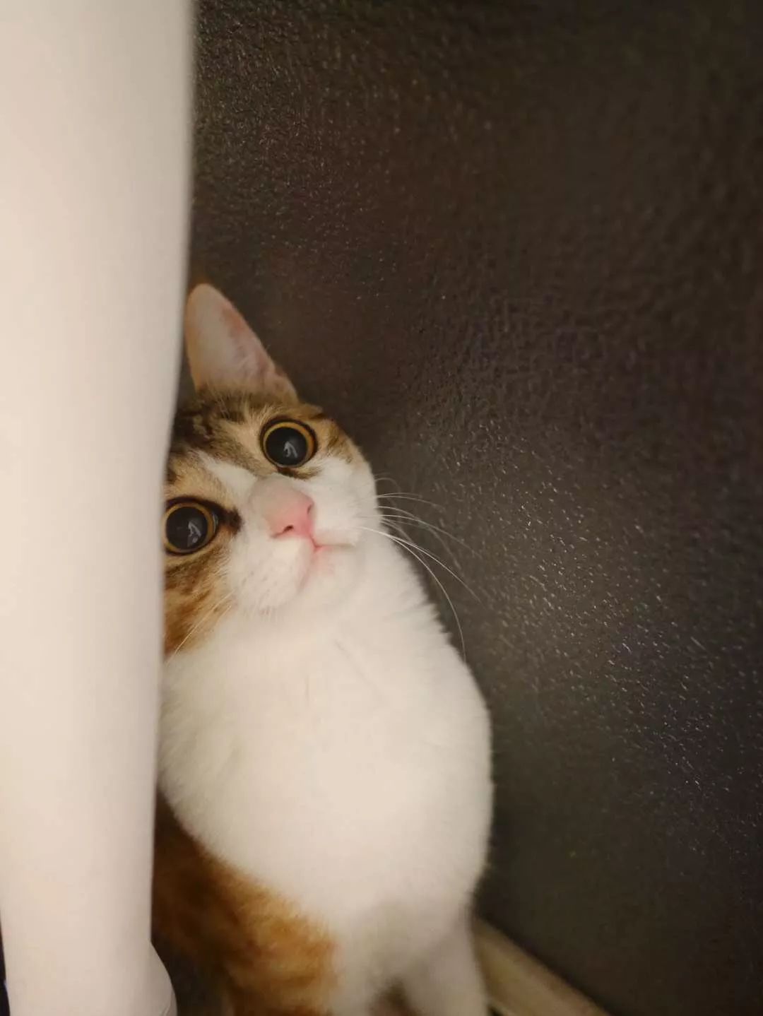 性格最温顺的小猫咪是什么,养一只超凶的小猫咪是什么体验