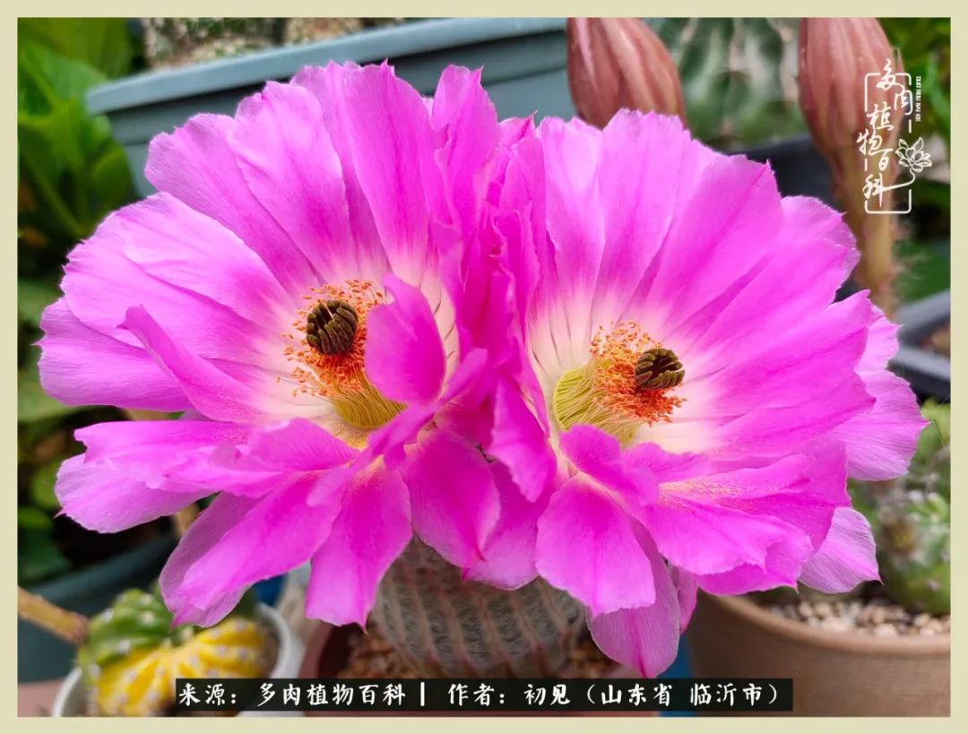 和多肉植物相伴,和多肉相处的心情